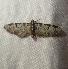 Eupithecia insigniata