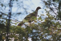 Ortalis squamata