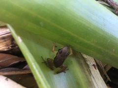 Allobates olfersioides