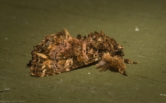 Callopistria rivularis