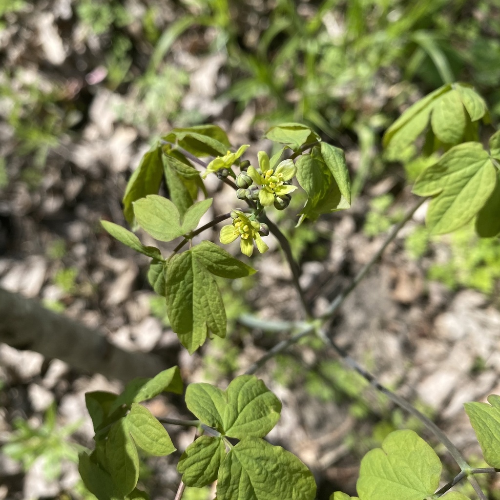 blue cohosh from Sand Rd SE, Lone Tree, IA, US on April 17, 2021 at 03: ...