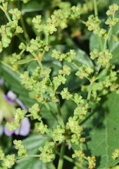 Paronychia suffruticosa