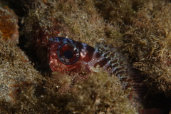 Heteropriacanthus fulgens