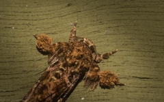 Callopistria rivularis