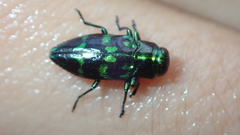 Chrysobothris nobilis
