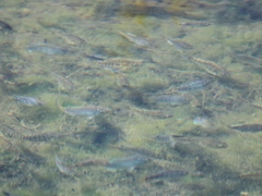 Cyprinodon macularius