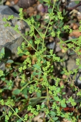 Paronychia suffruticosa