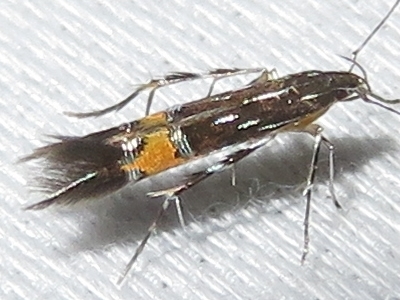 Cosmopterix clemensella