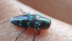 Chrysobothris nobilis