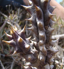 Quaqua mammillaris