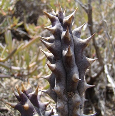 Quaqua mammillaris