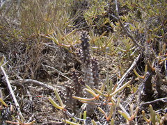 Quaqua mammillaris