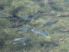 Cyprinodon macularius