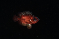 Heteropriacanthus fulgens
