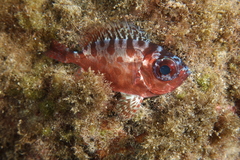 Heteropriacanthus fulgens