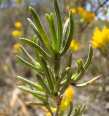 Pteronia paniculata
