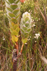 Orothamnus zeyheri