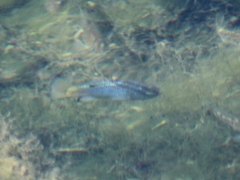 Cyprinodon macularius