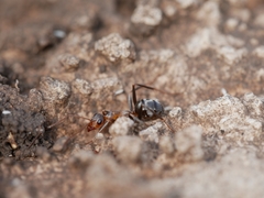 Formica xerophila