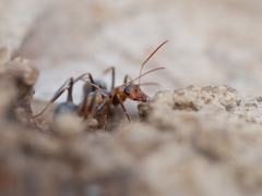 Formica xerophila