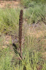 Xanthorrhoea acaulis