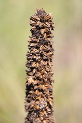 Xanthorrhoea acaulis