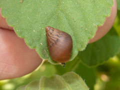 Bulimulus bonariensis