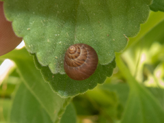 Bulimulus bonariensis