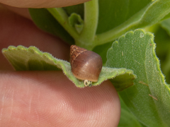 Bulimulus bonariensis