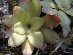 Crassula orbicularis