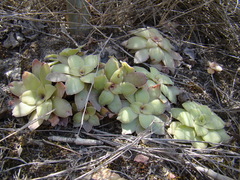 Crassula orbicularis
