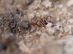 Formica xerophila