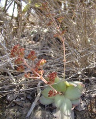 Crassula orbicularis