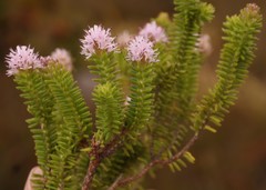 Stilbe ericoides