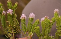 Stilbe ericoides