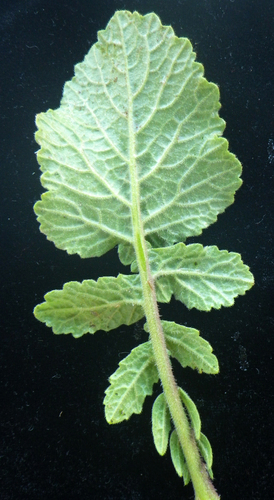 Hirschfeldia incana