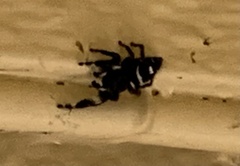 Phidippus audax