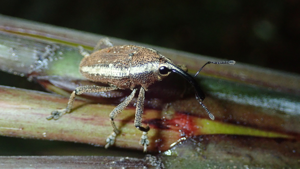 Cholus rana
