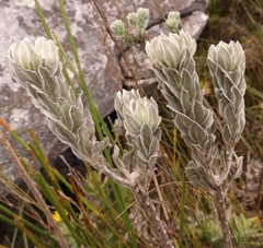 Xiphotheca fruticosa