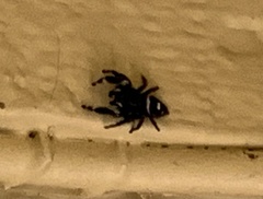 Phidippus audax