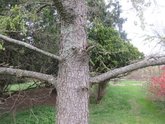 Pseudolarix amabilis