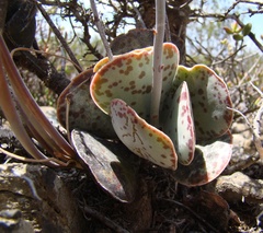 Adromischus maculatus