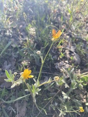 Ranunculus austro-oreganus