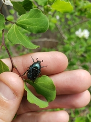 Euphoria sepulcralis