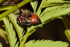 Leucocelina