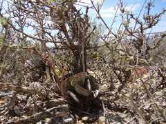 Adromischus maculatus