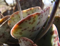Adromischus maculatus