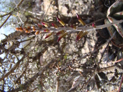 Adromischus maculatus