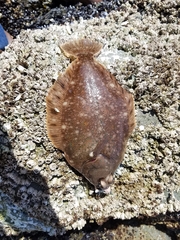 Lepidopsetta bilineata