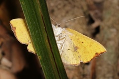 Corymica spatiosa